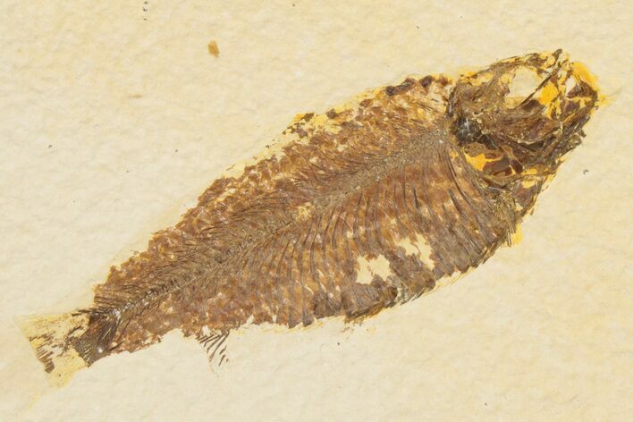Detailed Fossil Fish (Knightia) - Wyoming #186484